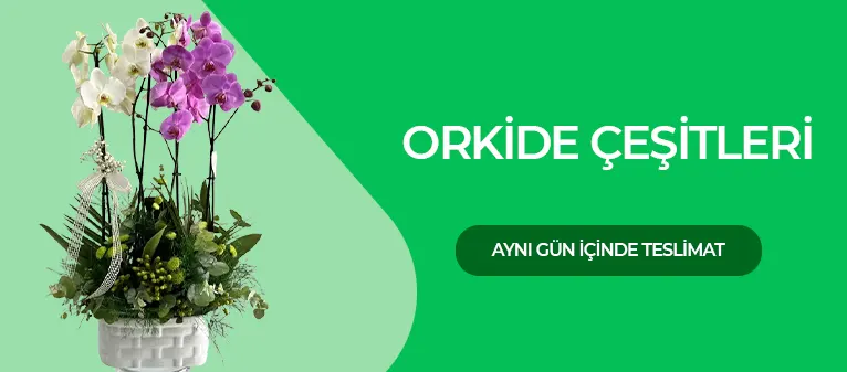 Atakent Çiçekçi - Orkide Çeşitleri ve Fiyatları