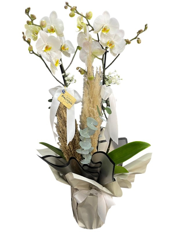 2 Dallı Beyaz Orkide