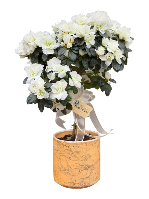 Baston Açelya (Azalea)