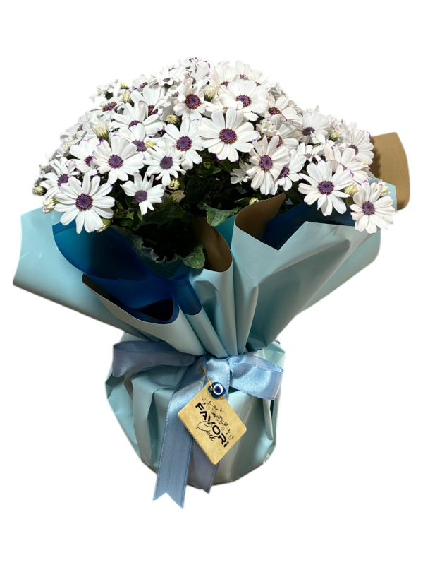 Beyaz Sinerelya Çiçeği