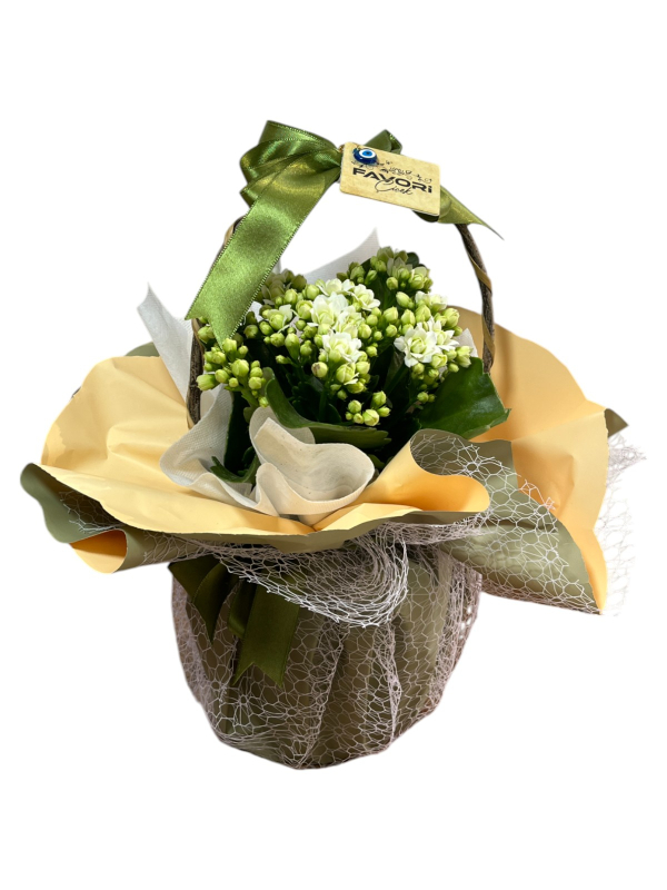 Beyaz Kalanchoe Çiçeği