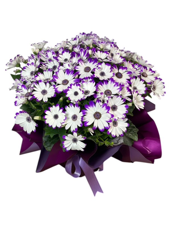 Mor Beyaz Sinerelya Çiçeği