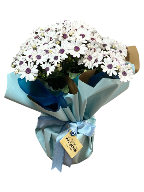 Beyaz Sinerelya Çiçeği