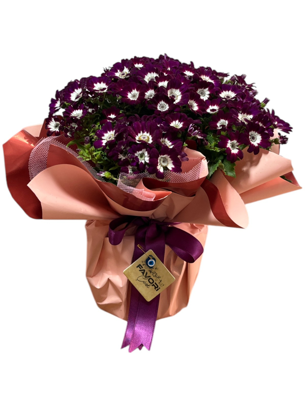 Bordo Sinerelya Çiçeği