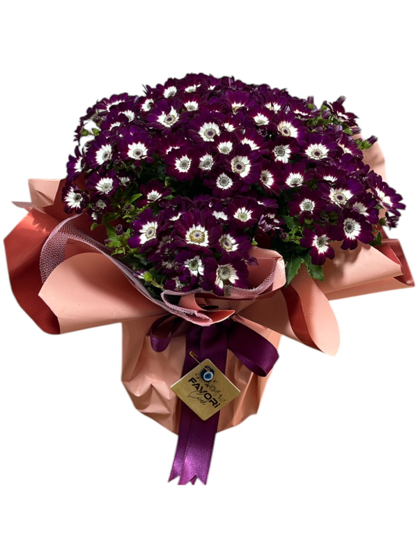 Bordo Sinerelya Çiçeği