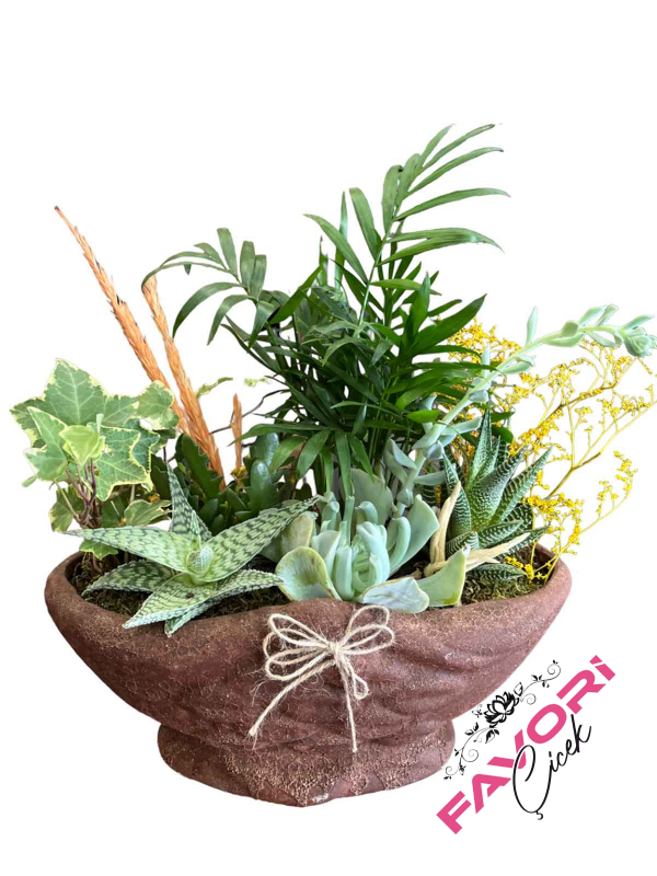 Dağ Palmiyesi ve Sukulentler