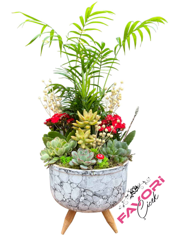 Kalanchoe&Dağ Palmiyesi Teraryum