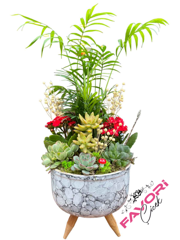 Kalanchoe&Dağ Palmiyesi Teraryum