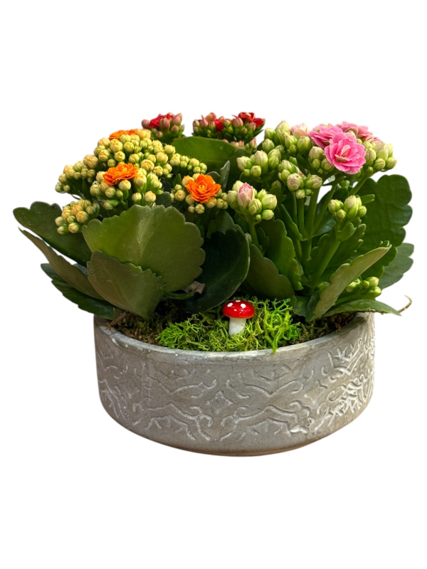 Seramik Saksıda Renkli Kalanşo Aranjmanı