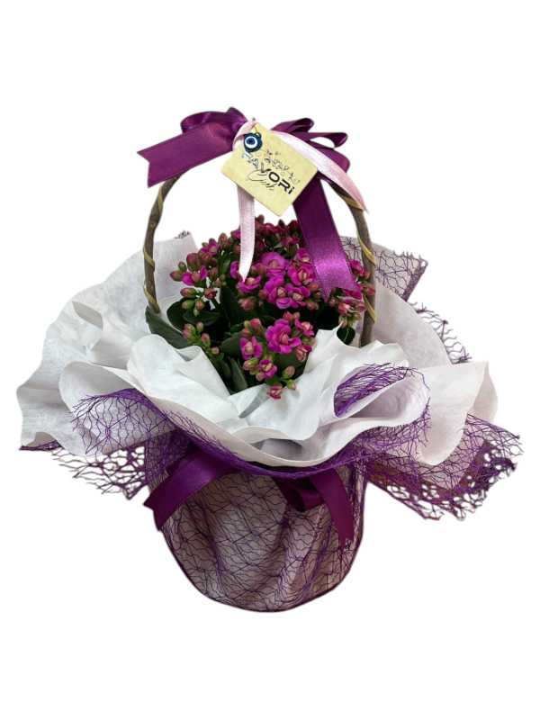 Mor Kalanchoe Çiçeği