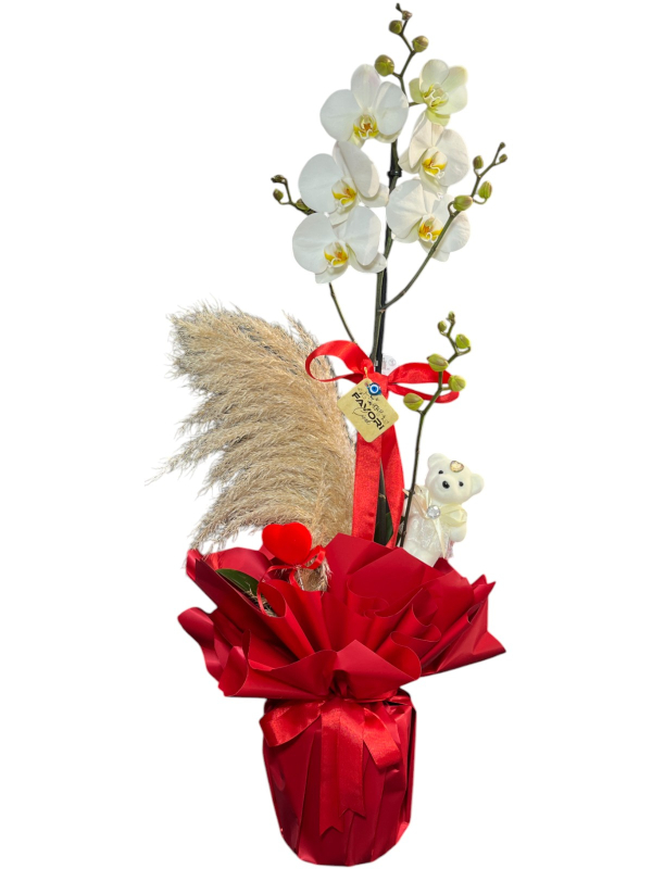 Sevgililer Günü İçin Özel Orkide