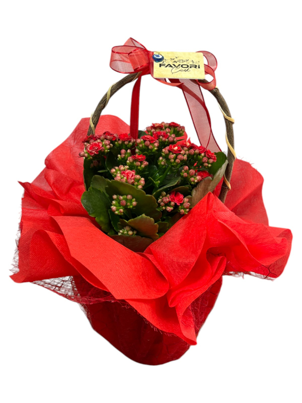 Kırmızı Kalanchoe Çiçeği