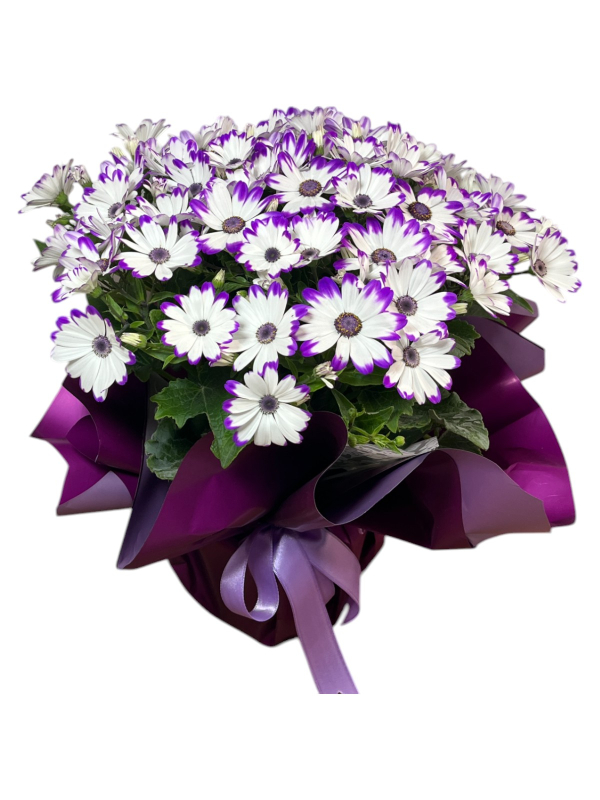 Mor Beyaz Sinerelya Çiçeği