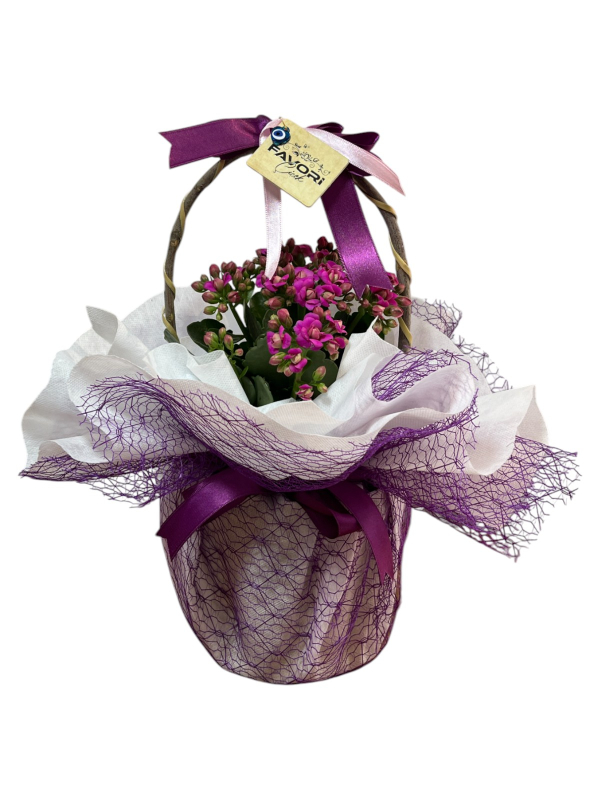 Mor Kalanchoe Çiçeği