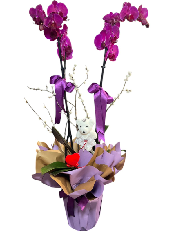 Mor Orkide ve Peluş Ayıcık