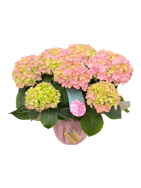 Pembe İthal Ortanca (Hydrangea)