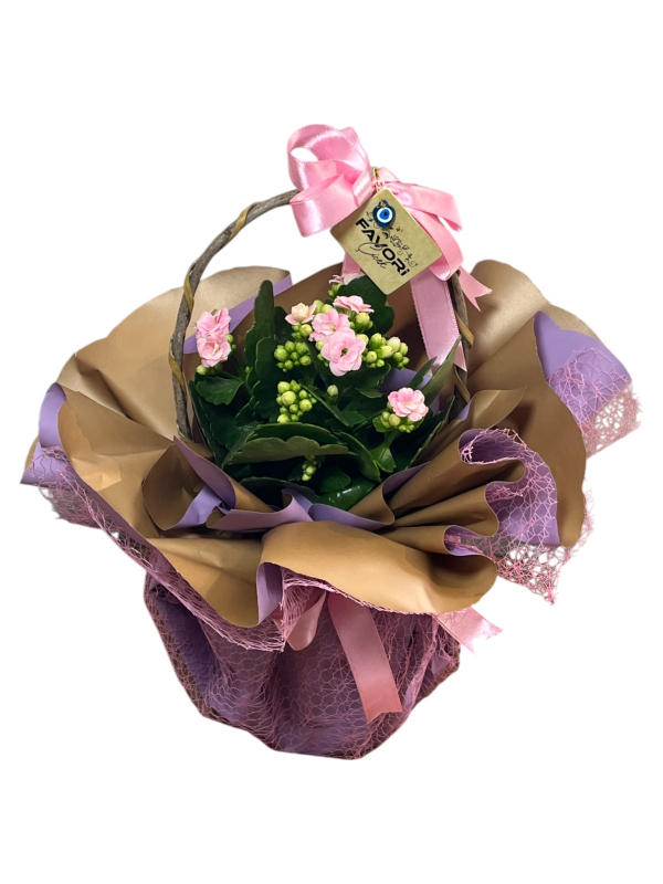 Pembe Kalanchoe Çiçeği