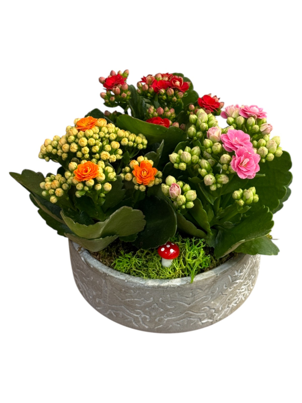 Seramik Saksıda Renkli Kalanşo Aranjmanı