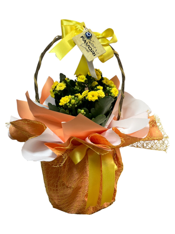 Sarı Kalanchoe Çiçeği