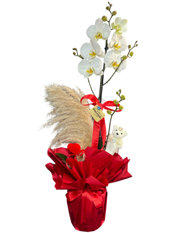 Sevgililer Günü İçin Özel Orkide