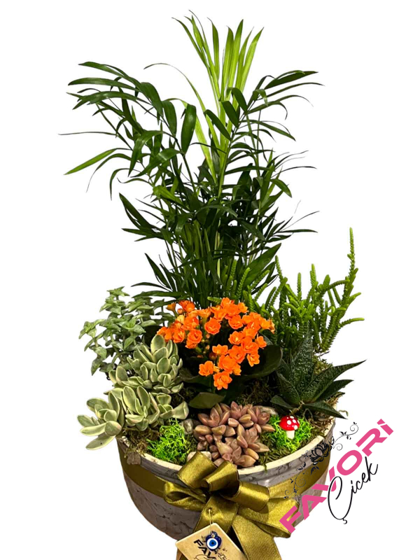 Sihirli Kalendiva Bahçesi Teraryum