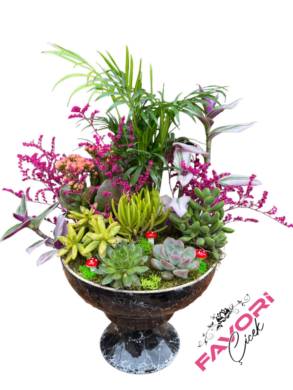 Siyah Kupa Saksıda Minyatür Skulent Bahçesi