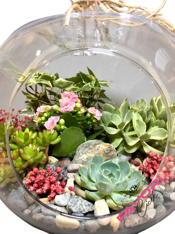 Sukulent Cenneti Teraryum