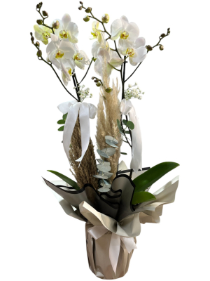 2’li Beyaz Orkide