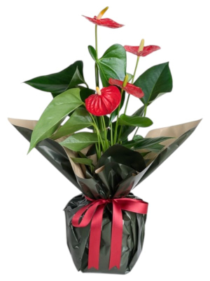 Kırmızı Antoryum Saksı Çiçeği