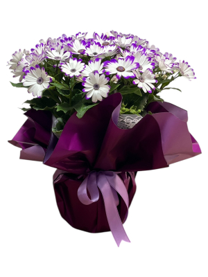 Mor Beyaz Sinerelya Çiçeği