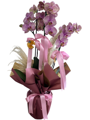 Pembe Çizgili Orkide