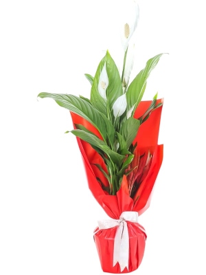 Spatifilyum (Barış Çiçeği)