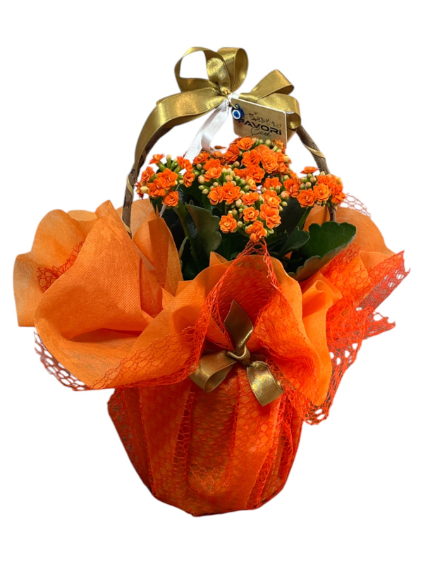 Turuncu Kalanchoe Çiçeği